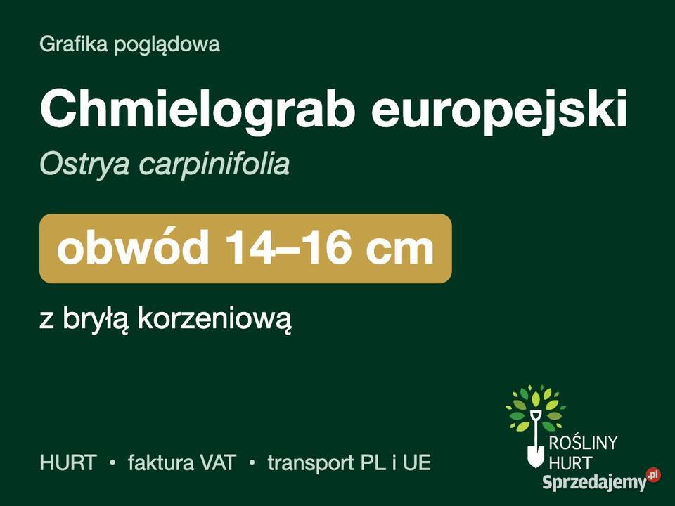 Chmielograb europejski obwód 1416 z bryłą HURT