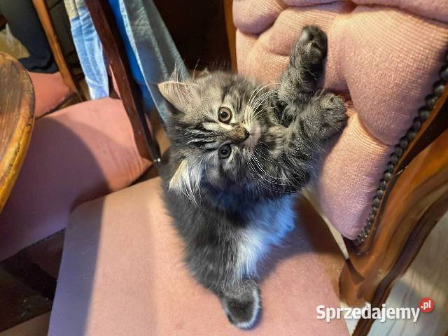 Kot perski kocurek pręgowany z rodowodem Gliwice