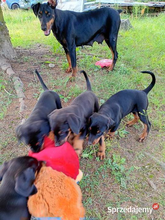 Dobermany szczeniaki mocne Ostrów Mazowiecka sprzedam