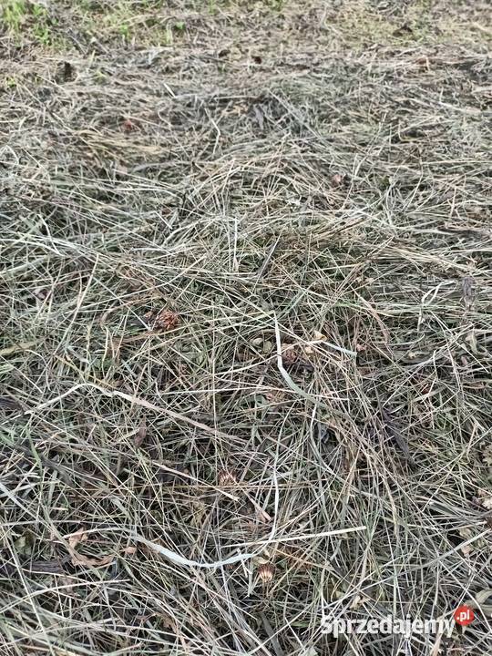 Siano świeże Produkcja roślinna małopolskie Kasina Wielka sprzedam