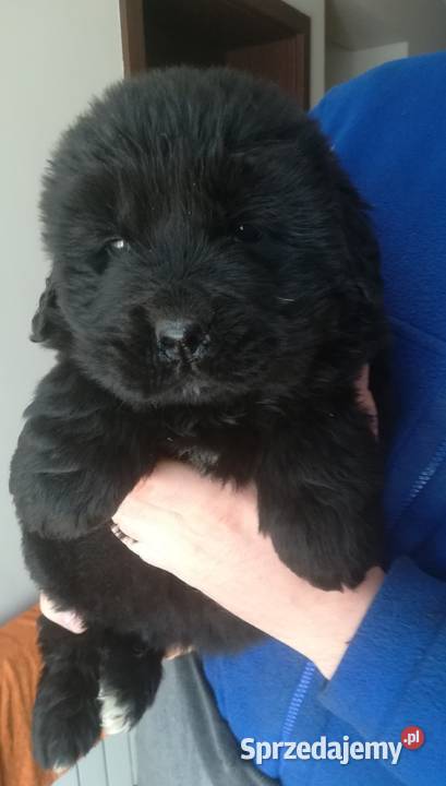 Nowofundland nowofundlandy Mieścisko