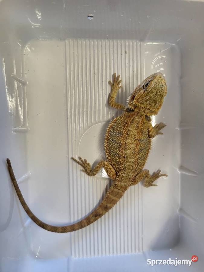 Agama Brodata Sklep Zoologiczny