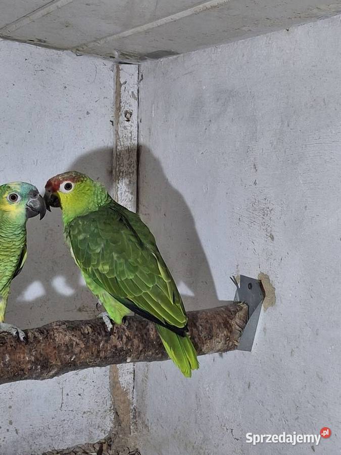 Sprzedam amazonkę ekwadorska śląskie Wodzisław Śląski