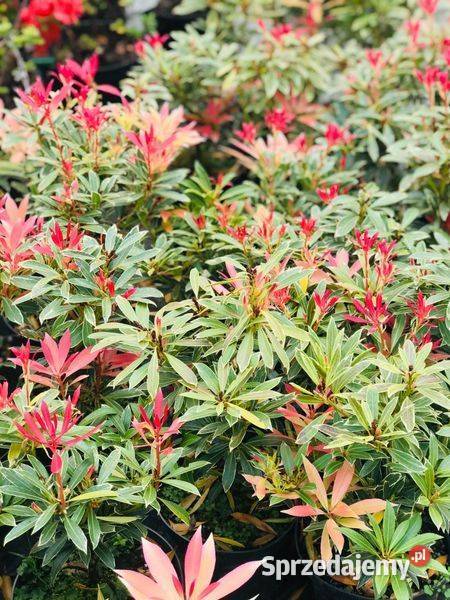 Pieris Japoński LITTLE HEATH 27