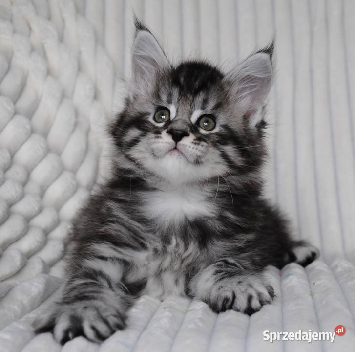 Piękne i duże kocurki maine coon Brzezia Łąka