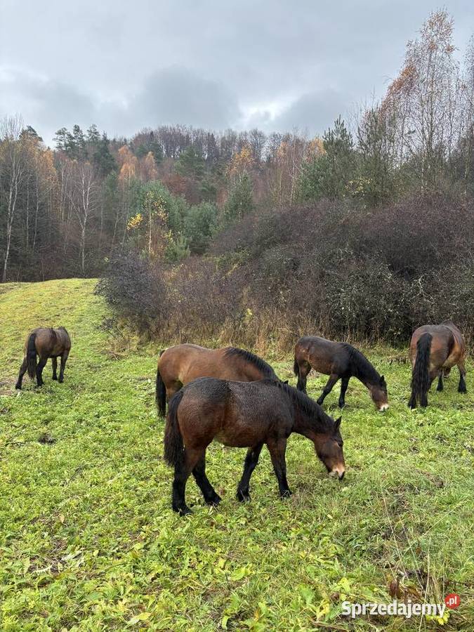 Likwidacja stada klacze PKZ Zwierzęta Olchowa sprzedam