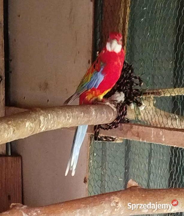 Rozalie Białolice podkarpackie Jarosław