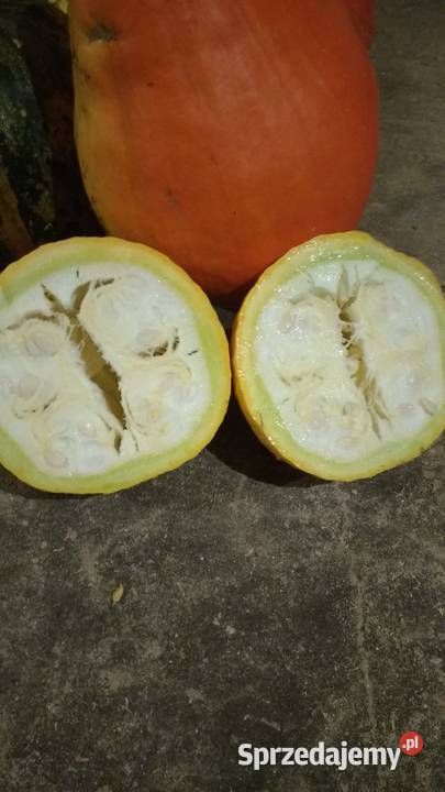 dynia ekologiczna Dziadowa Kłoda