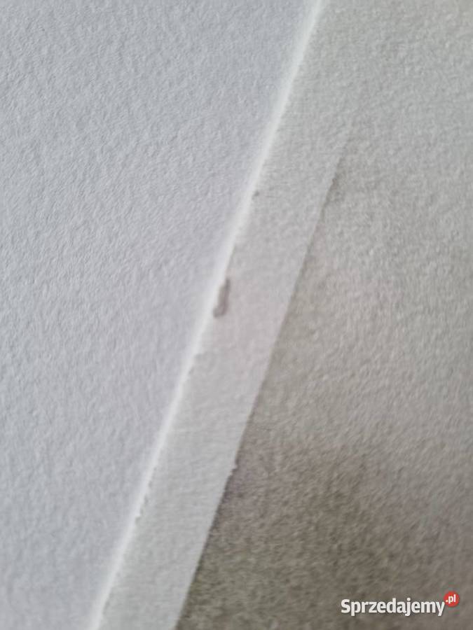 Magnolie oryginalna akwarela różowy łódzkie Łódź