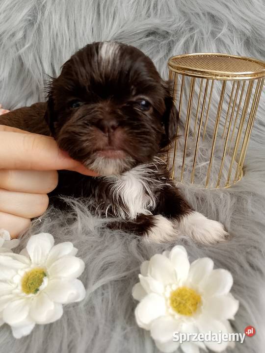 Czekoladowa suczka rasy ShihTzu