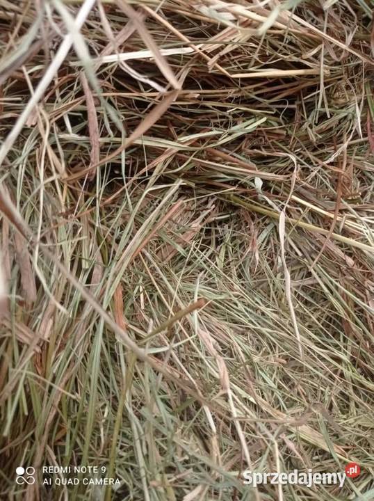 Sprzedam siano 1 pokos Trawy, słoma Rolnictwo lubelskie