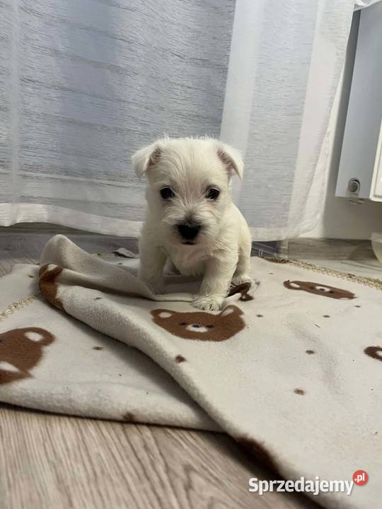 West Highland White Terrier Ustka sprzedam