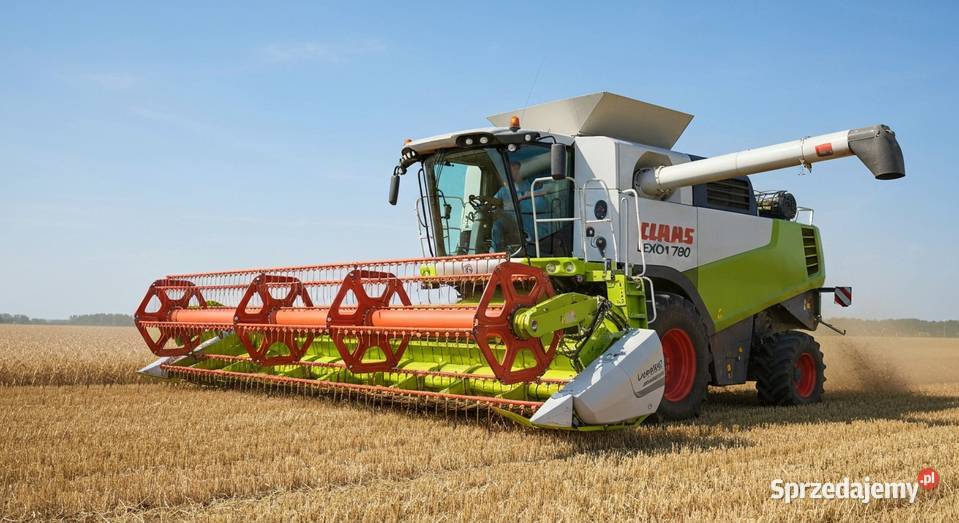 Koszenie zbóż kombajnem CLAAS LEXION 780 TT Oborniki