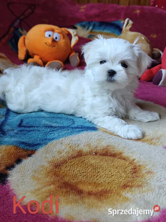 Piesek Maltańczyk Gotowy na zmianę domu mazowieckie