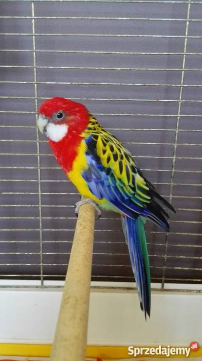 Sprzedam rozelle białolicą Pozostałe Stara Kuźnia