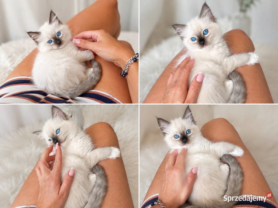 Ragdoll Seal Point śliczna koteczka odbiór Rzeszów sprzedam