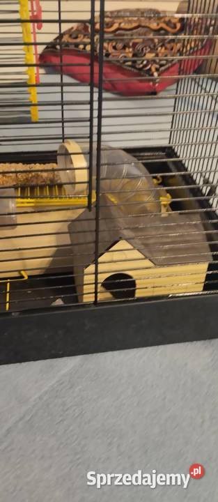 Klatka z akcesoriami pokarm Bydgoszcz sprzedam