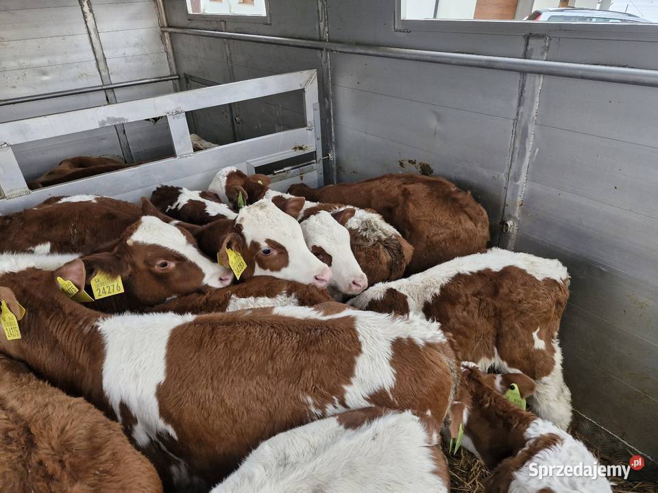 Sprzedam byczki pomorskie Sierakowice