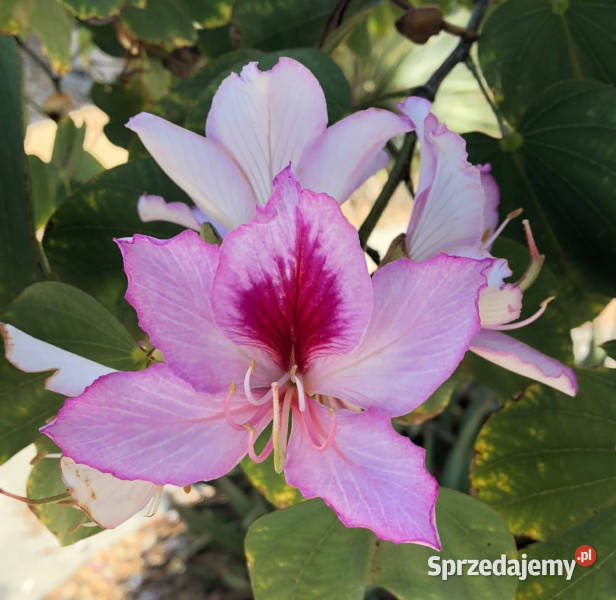 BAUHINIA ZMIENNA Bauhinia variegata NASIONA 300 Nasiona Lubanie