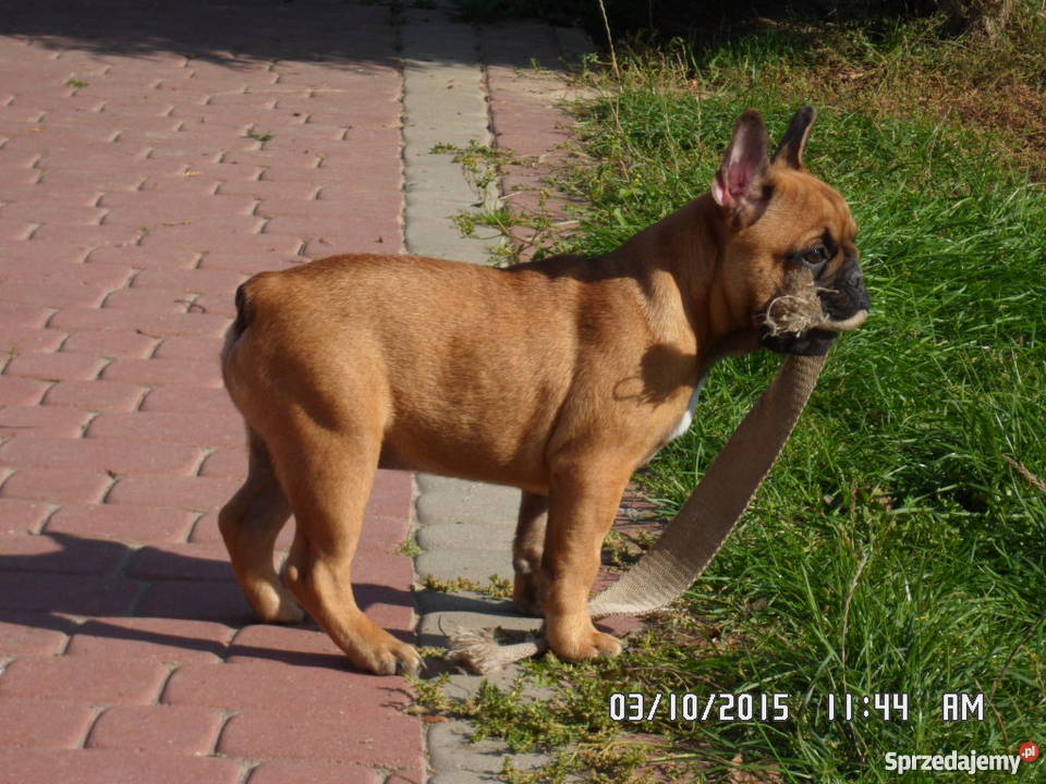 Buldog Buldożek Francuski rod FCI ZKwP Świdnik