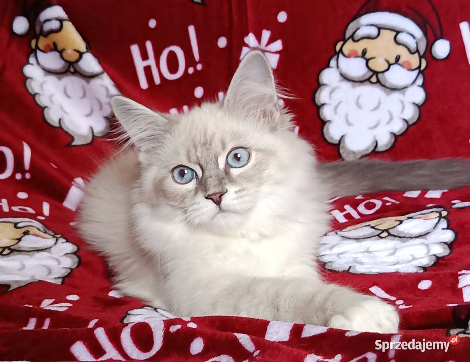 Koty Syberyjskie Neva Masquerade NEMO