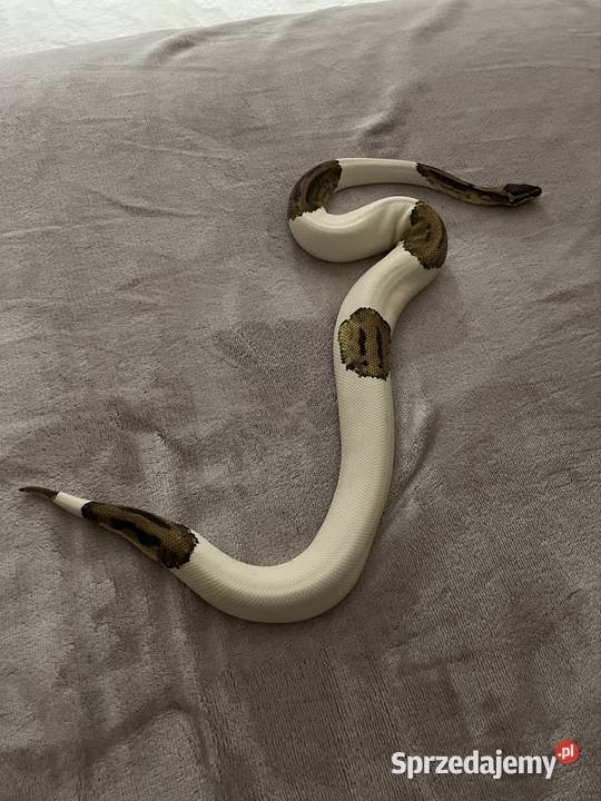 Terrarium z regiusem pomorskie Sopot