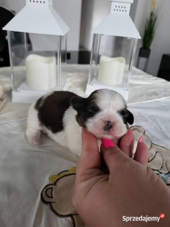 Pieski shih tzu tricolor i złoty z czarną maską sprzedam