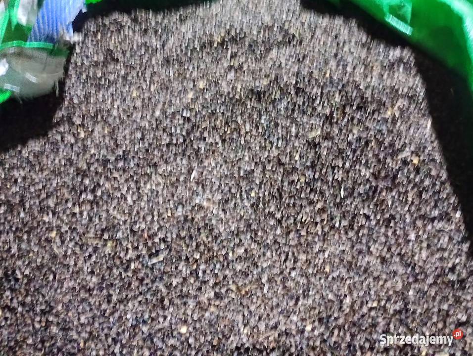 GRYKA NASIONA Pozostałe Poniatówka