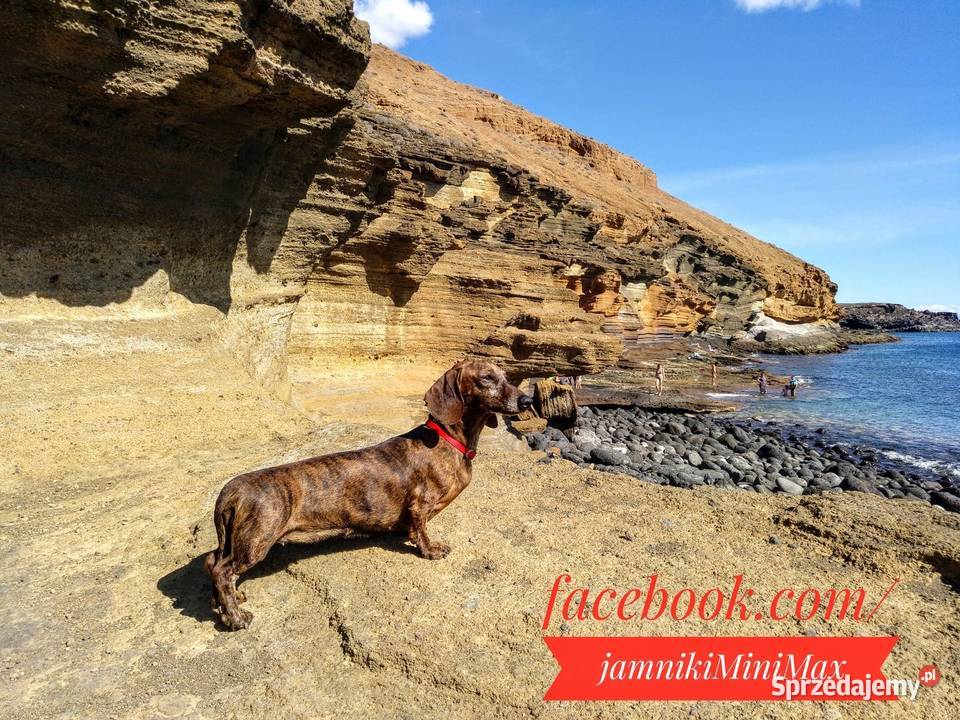 Jamniki krótkowłose królicze FCI Kraków Jamnik sprzedam