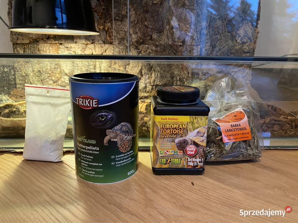 OKAZJA Żółw stepowy z terrarium 2 komplety Kiekrz