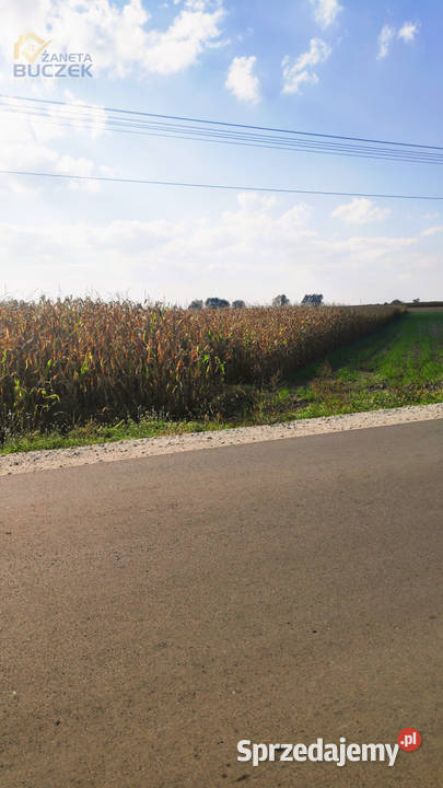Sprzedam działki rolne z wydanymi WZ w Juliopolu Sprzedaż