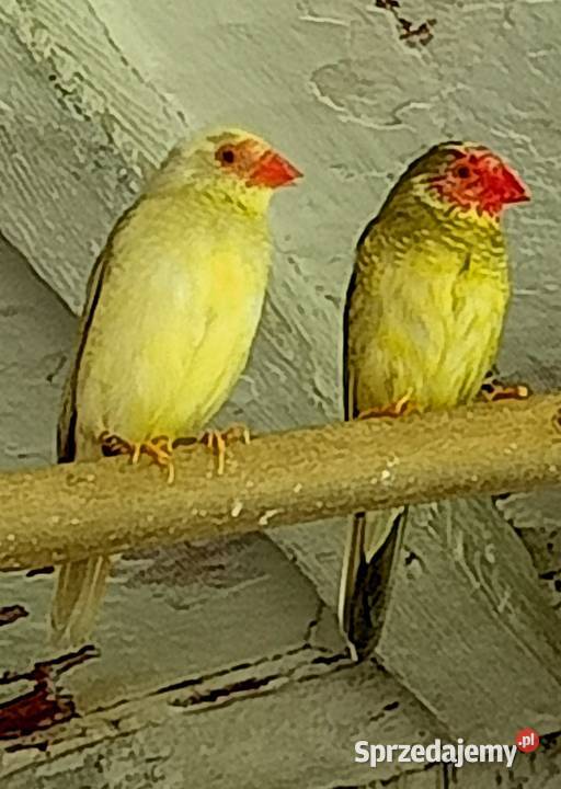 Para astryldów trzcinowych Trzciniaki Oleśnica