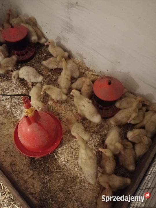 Kaczki Pekin Hodowane naturalnie małopolskie Ładna sprzedam
