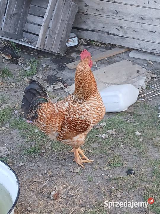 Sprzedam koguta lubelskie Sawin