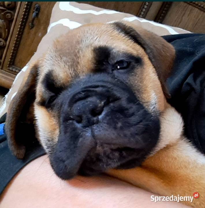 Bullmastiff zapiwiedź miotu