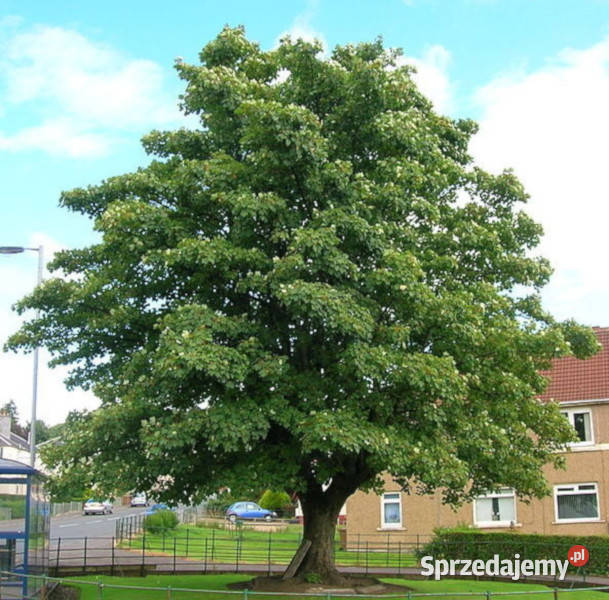 KLON JAWOR Acer pseudoplatanus NASIONA 50 sztuk Lubanie