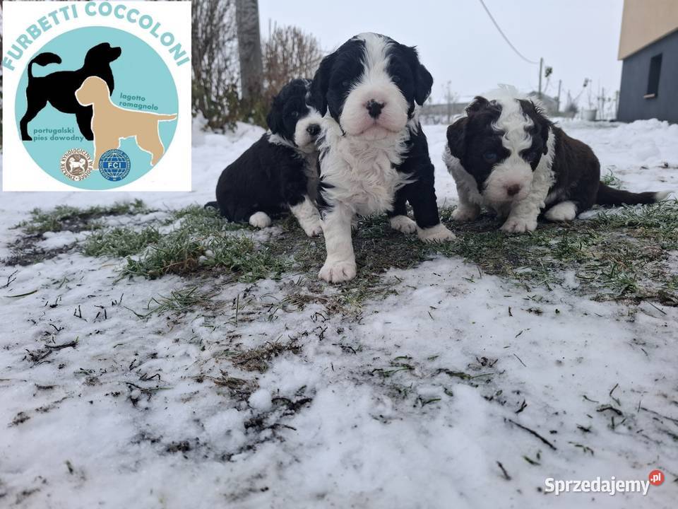 Portugalski pies dowodny szczenięta pieski