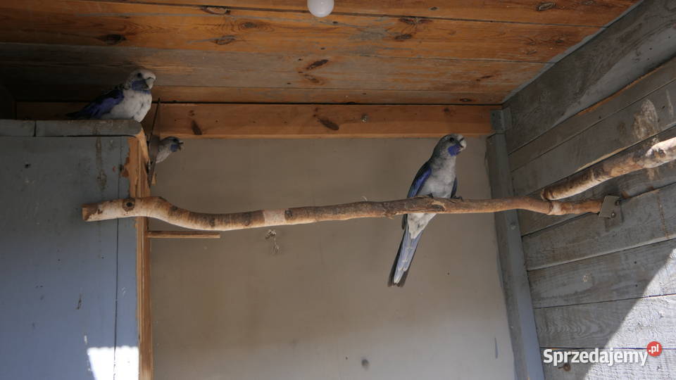 Rozella Królewska Niebieska Zelów