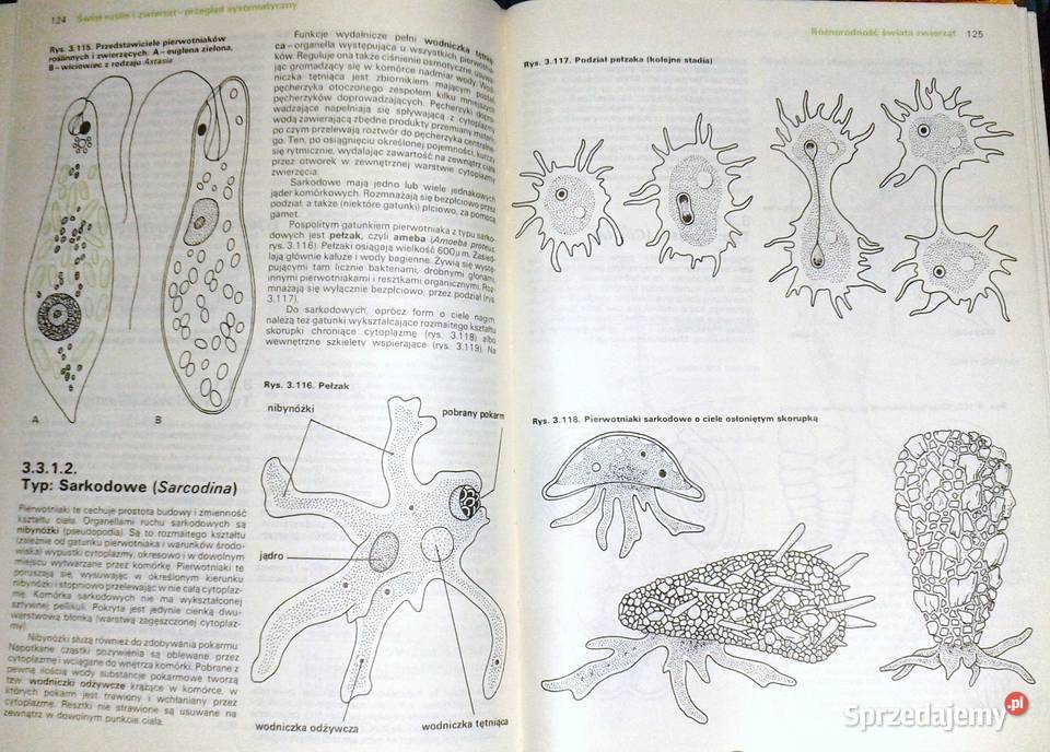 Biologia Wojciech Czechowski Rok wydania 1991 Chełm