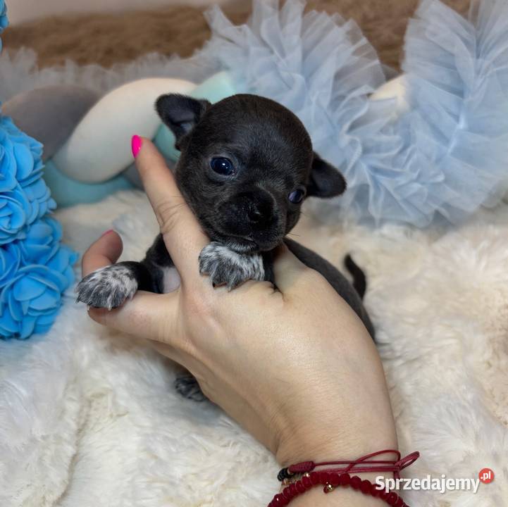 Chihuahua piesek krótkowłosy niebieski Blue Chihuahua