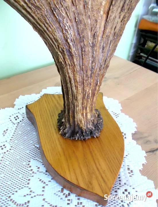 ŁOŚ Zrzut Poroże Rosocha Róg Rogi Trofeum Łopata