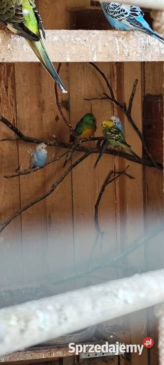 Świergotki pary lubelskie Motycz