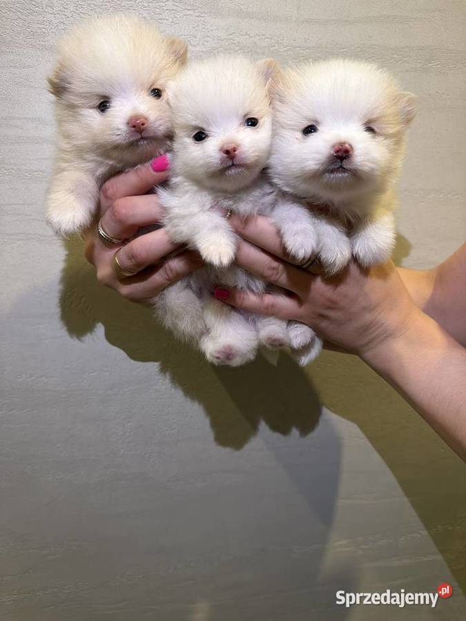 Pomeranian śliczne szczeniaczki Zduńska Wola