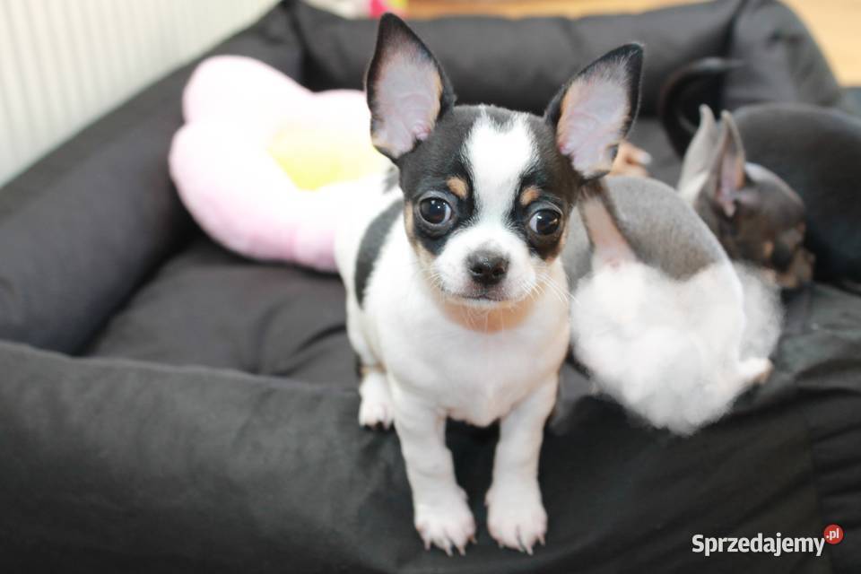 Chihuahua krótkowłosy chłopiec ZKwP FCI zachodniopomorskie Świnoujście