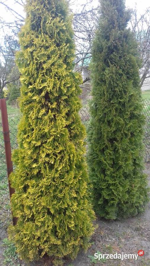 Sprzedam tuja złota szmaragd Poddębice