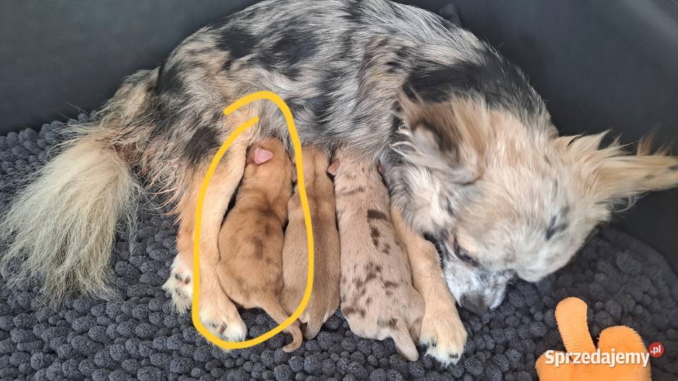 Chihuahua suczka długowłosa choco merle Chrząstowice