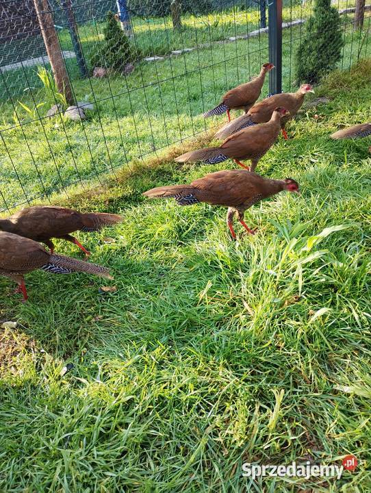 Bazanty srebrne młodzież Ptaki