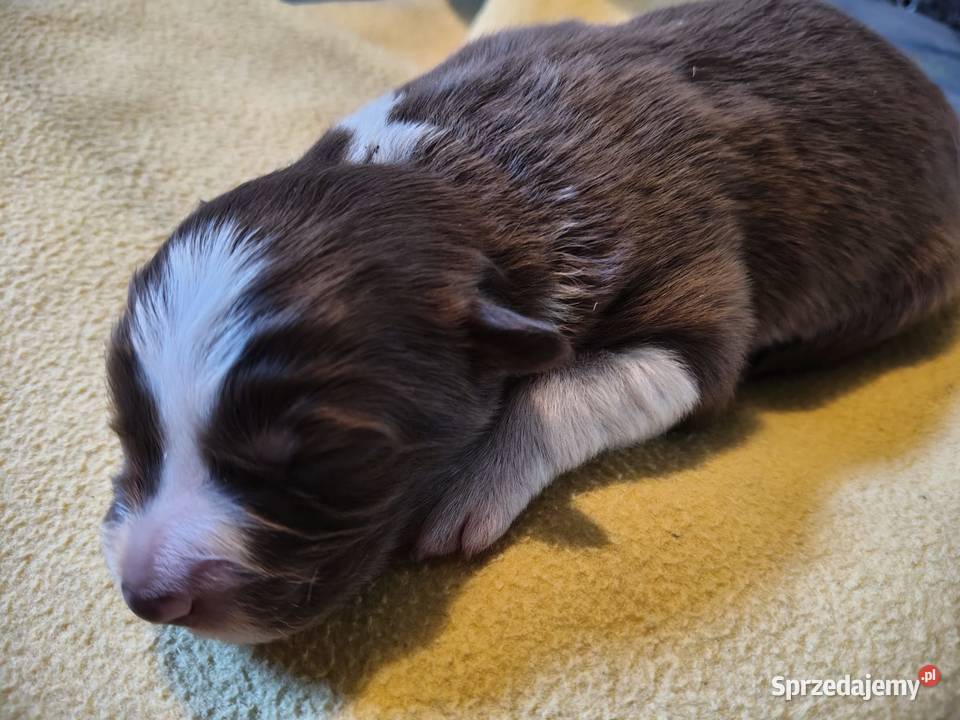 Szczeniak Border Collie Kolonowskie