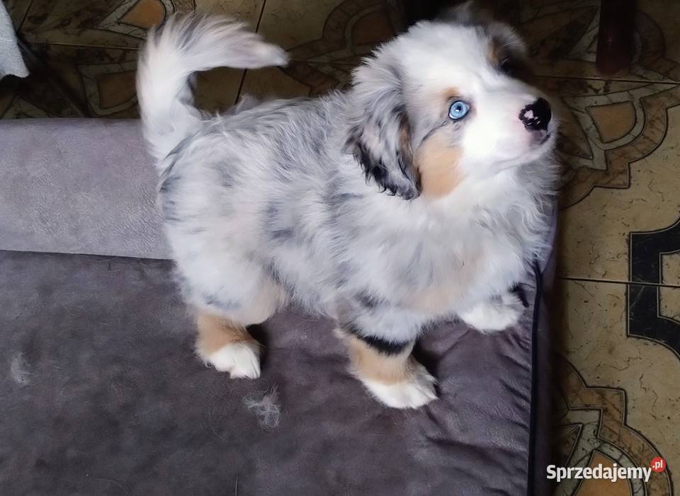 Miniaturowy owczarek amerykański Owczarek Sosnowiec sprzedam