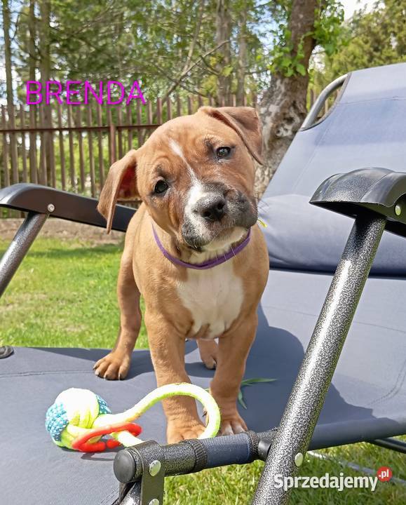 American Staffordshire Terrier Sokoły